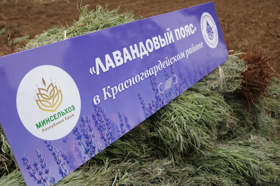 В селе Пятихатка уже высадили порядка 2 тысяч саженцев. Фото: официальный сайт Министерства сельского хозяйства РК.