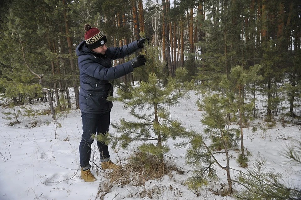 Сначала получи разрешение, потом руби