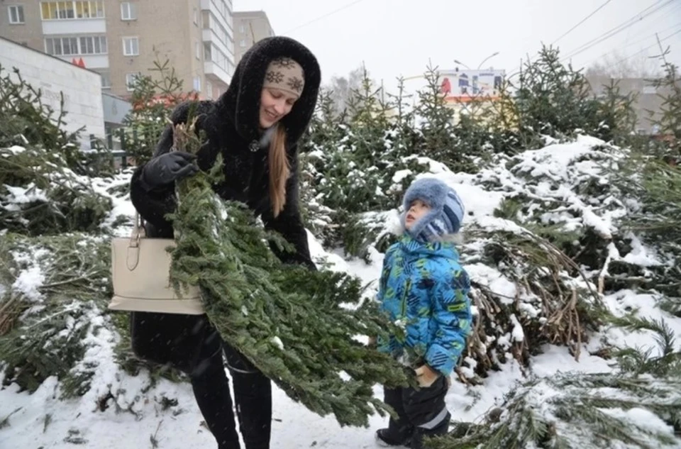 На этой неделе в Перми открылись елочные базары, где можно купить живую ель к Новому году
