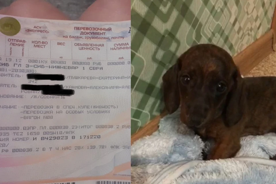 Покупательница получила собаку из Новосибирска с коронавирусом. Фото: предоставлено Александрой Каюмовой
