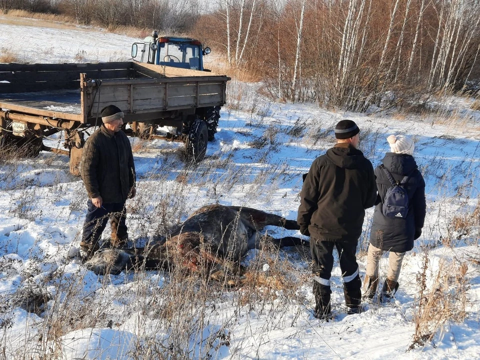 Под Рязанью иномарка сбила украденного жеребца. Фото: издательство "Пресса".