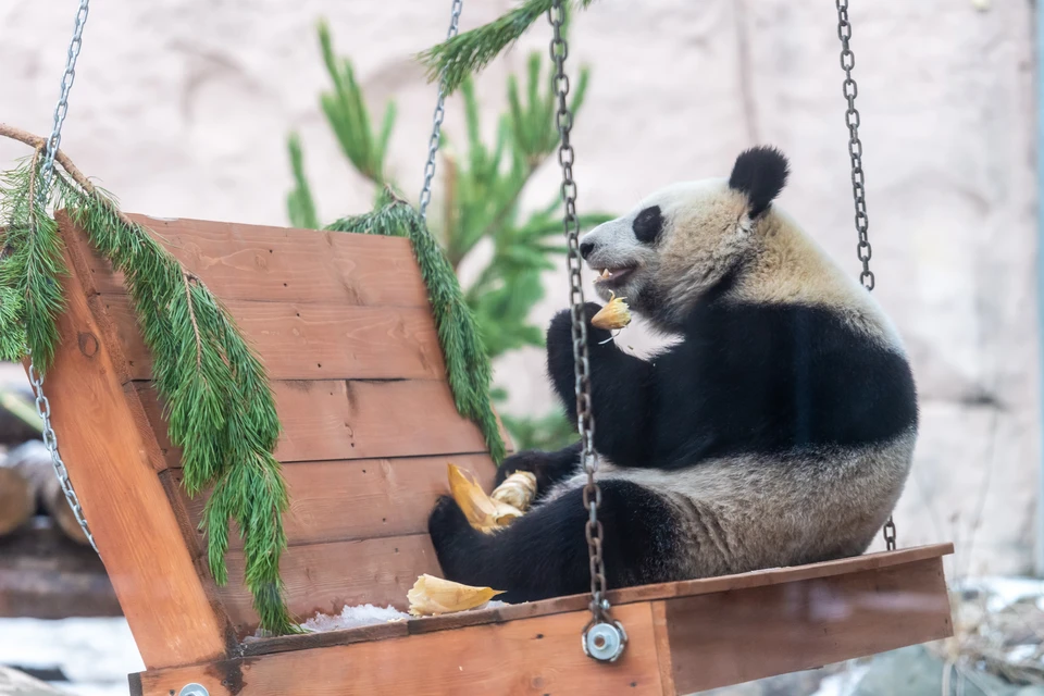 Панды ели морковь, яблоки и панда-кейки.