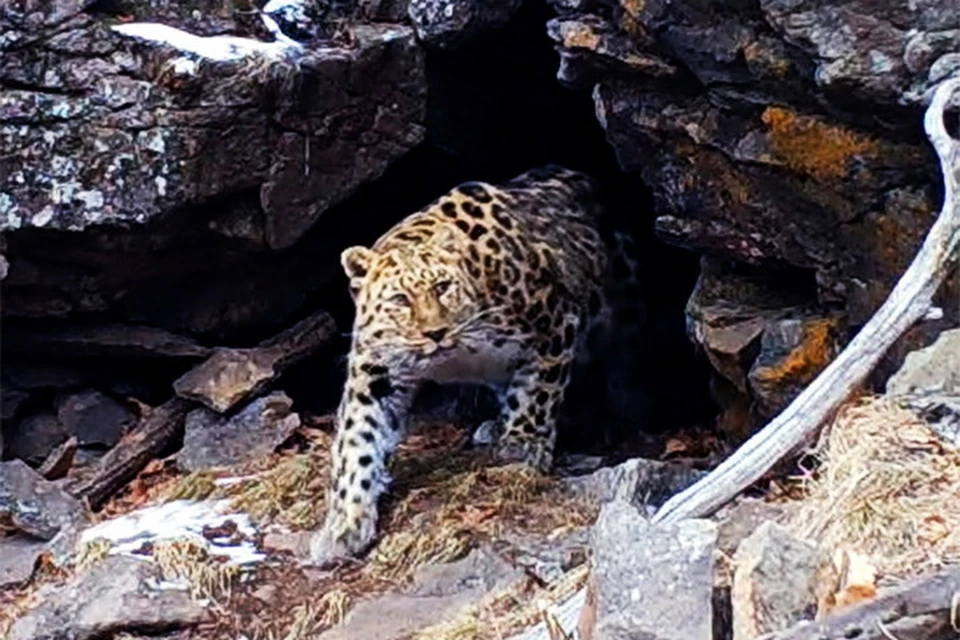 Дальневосточный леопард устроил трапезу в гроте и попал на видео