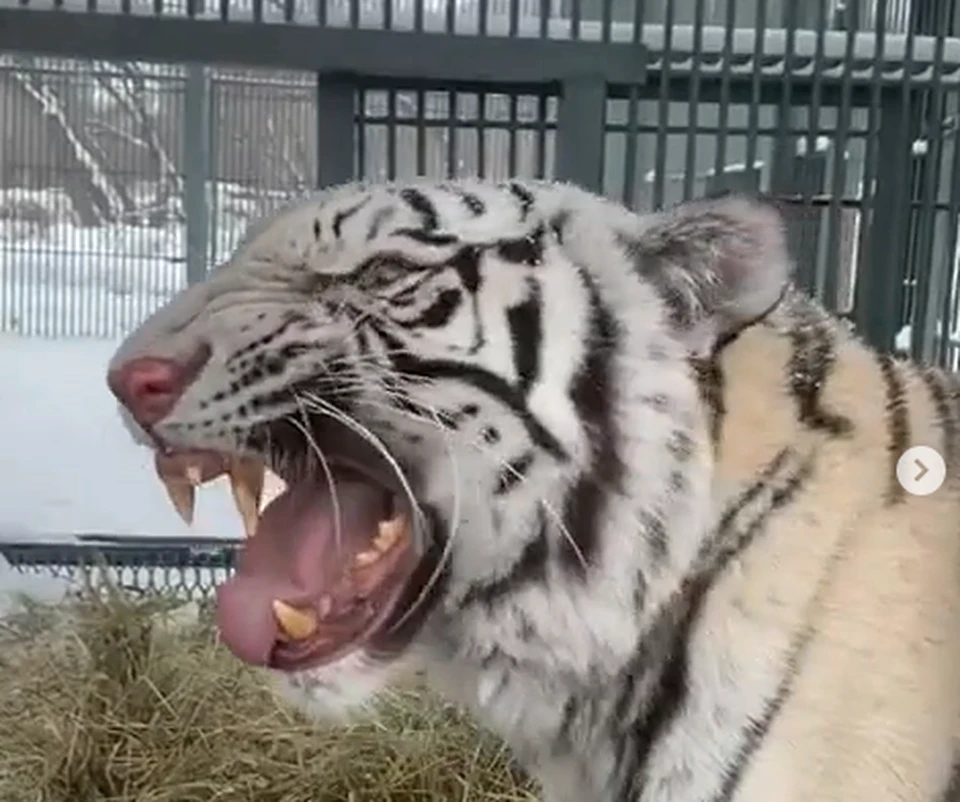 Фифа. Скриншот видео instagram.com/zoo22.ru/