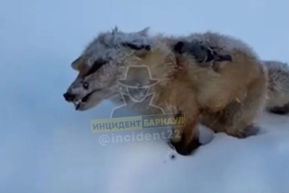 Почему они замерзли. Лиса замерзла на ходу в Алтайском крае. Замерзшие животные в Казахстане.