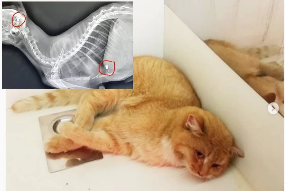 В кота попали две пули, ему требуется сложное лечение. Фото: instagram.com/tver_help_animals