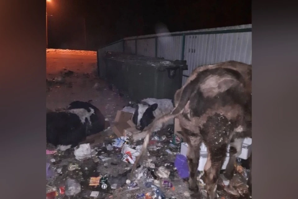 Корова околела на помойке в кузбасском городе. ФОТО: vk.com, "Прокопьевск"