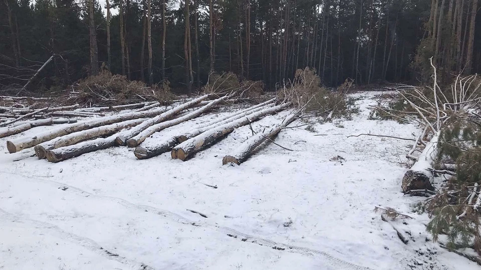 Злоумышленник не успел вывезти всю древесину с места преступления Фото: ГУ МВД по Самарской области