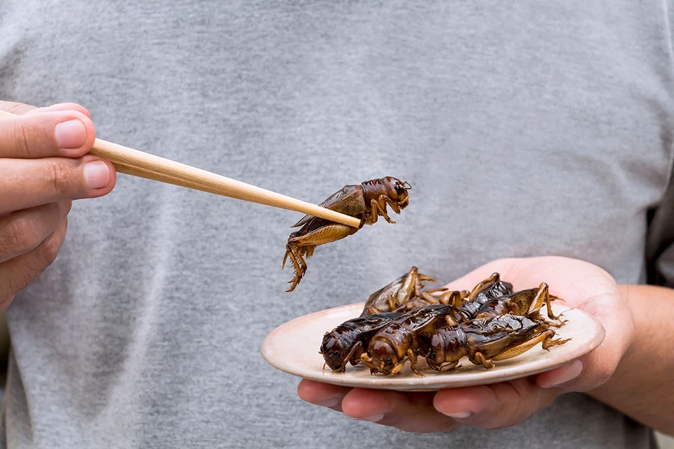 В азиатских странах поеданием разных насекомых никого не удивишь.