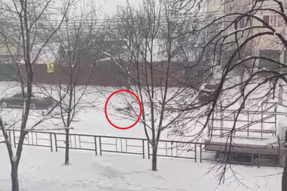 Фото: кадр из видео.