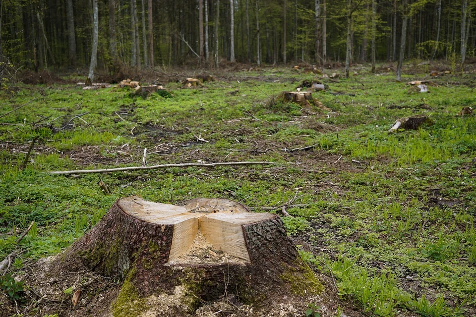 191 случай незаконной вырубки леса выявили в Удмуртии