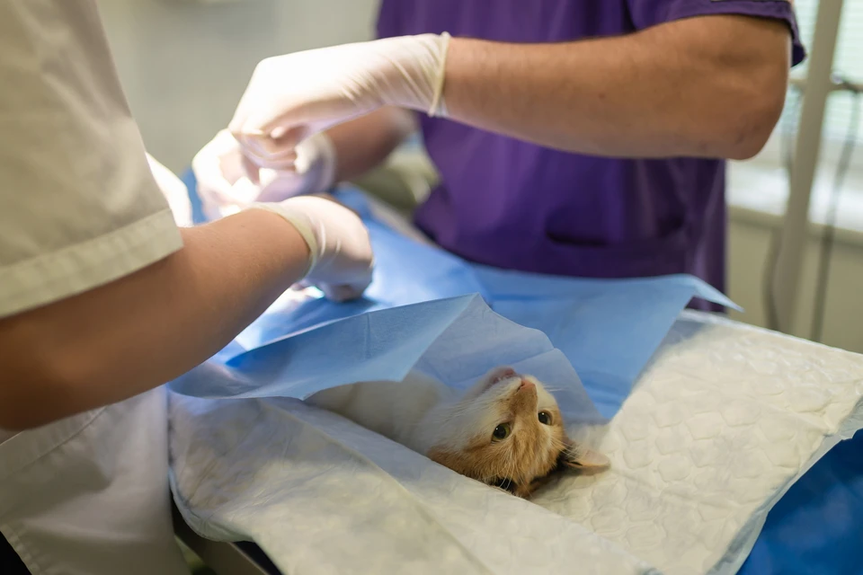 В Удмуртии впервые проходит месячник льготной стерилизации домашних животных