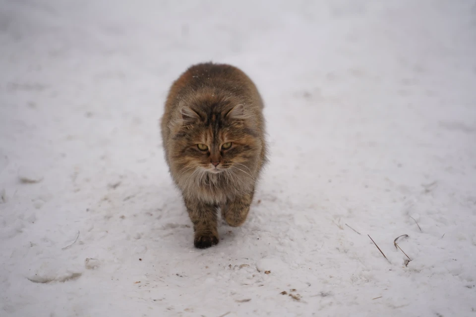 Скоро потеплеет, самое время для зимних прогулок.