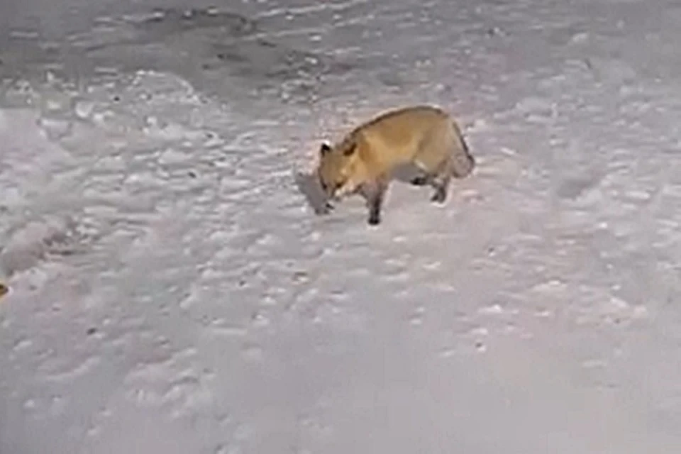 Фото и видео t.me/livesochi