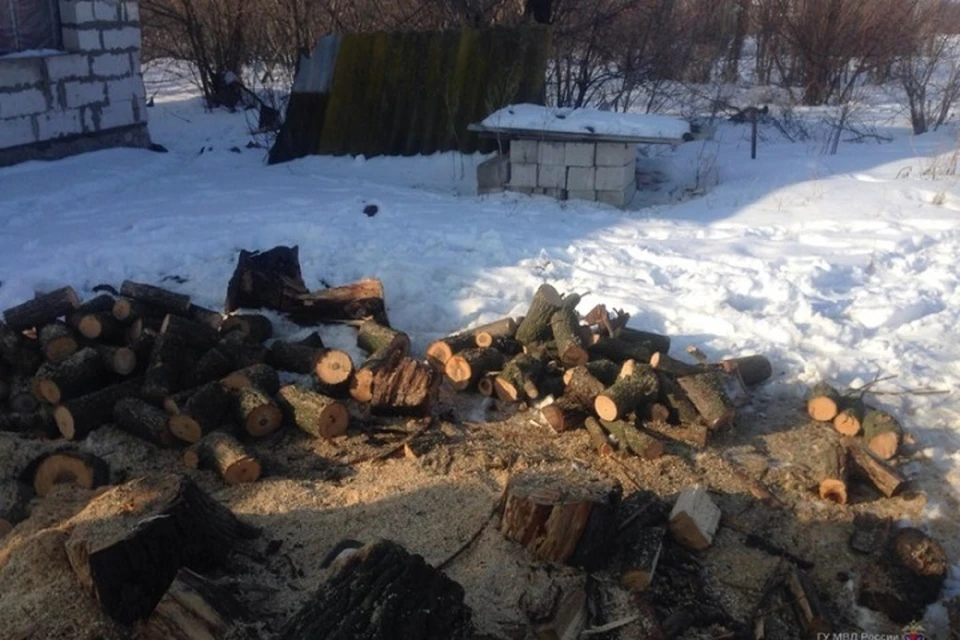 заготовка древесины. три сосны. незаконная рубка лесных насаждений. спил деревьев воронеж. вырубка леса удмуртия.