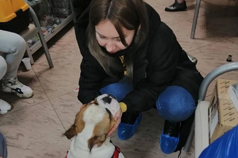 Первое знакомство Феникса с мамой. Фото: facebook.com/bulldogka