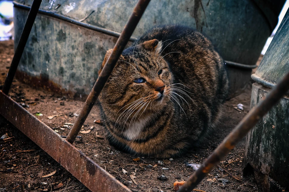 Фото: Анастасия ТАРАСОВА