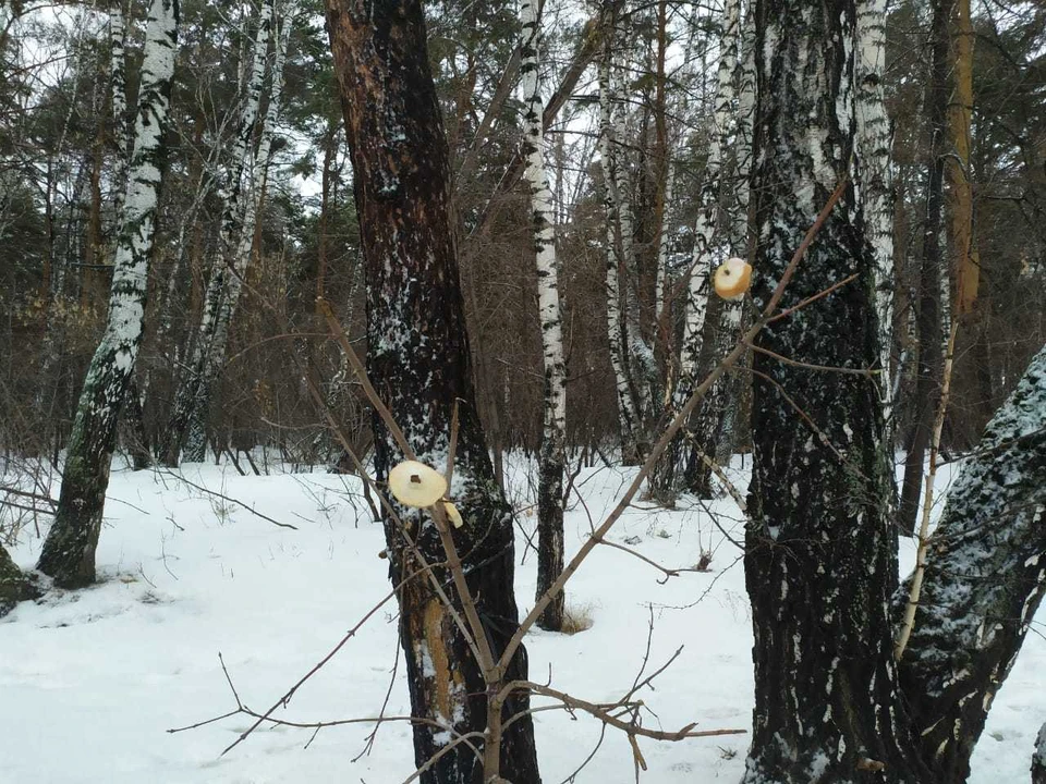 В Тюмени без осадков.