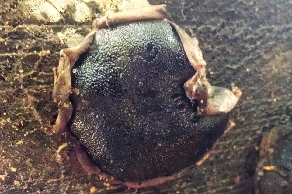 Фото из журнала Mycotaxon предоставлено пресс-службой заповедника.