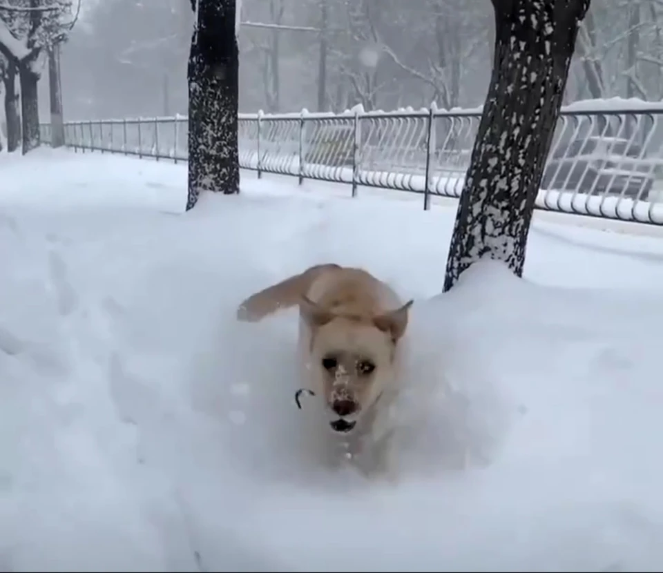 Собаки радуются зиме, как малые дети. Фото: кадр видео Черный список Симферополь/VK