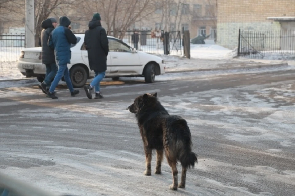 Главам районов поручено усилить отлов бездомных собак в Иркутской области