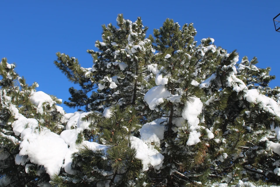 В Крыму настоящая зима - деревья укутаны в белую шубу.