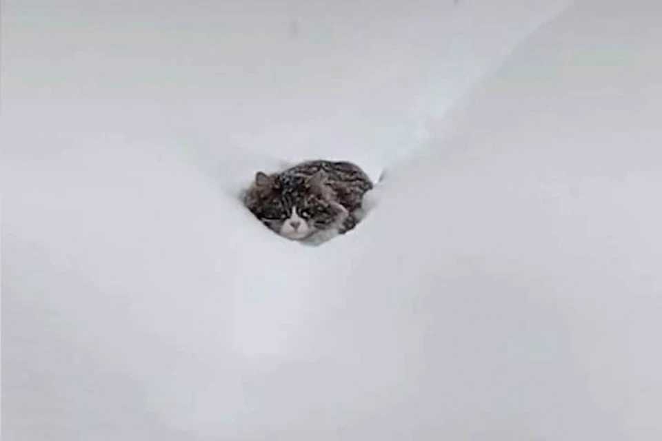 В минувшие снежный уик-энд в интернете стрельнул ролик с обаятельным и очень целеустремленным котом. Усатый комично продирался сквозь снежные барханы.
