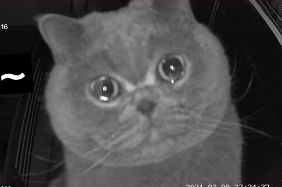 Затосковавшая кошка «сняла» вирусное видео и вернула хозяйку домой
