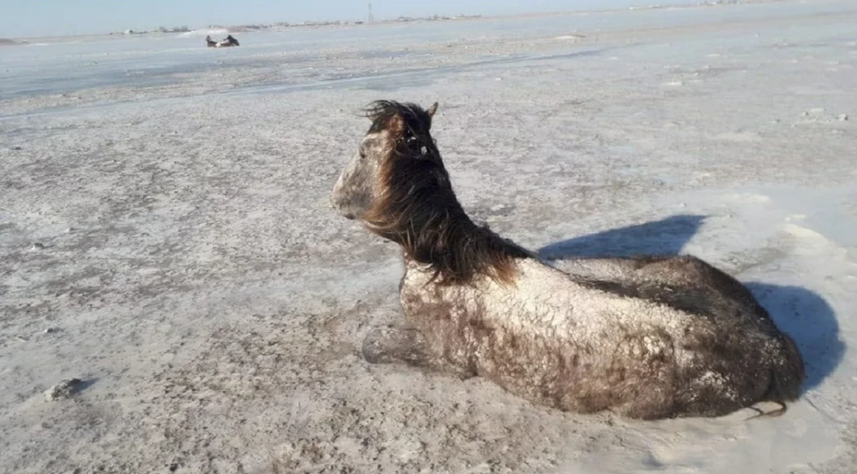 Табун лошадей сняли на видео в Казахстане. Фото: кадр с ролика, опубликованного на azh.kz