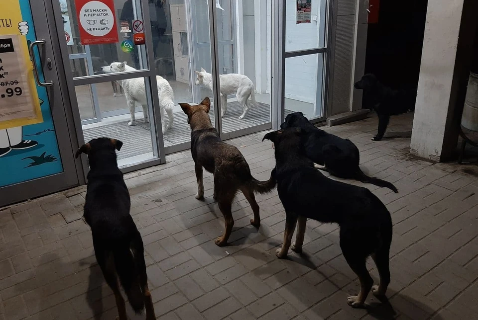 В поселке Городище стаи собак уже буквально не дают прохода жителям.