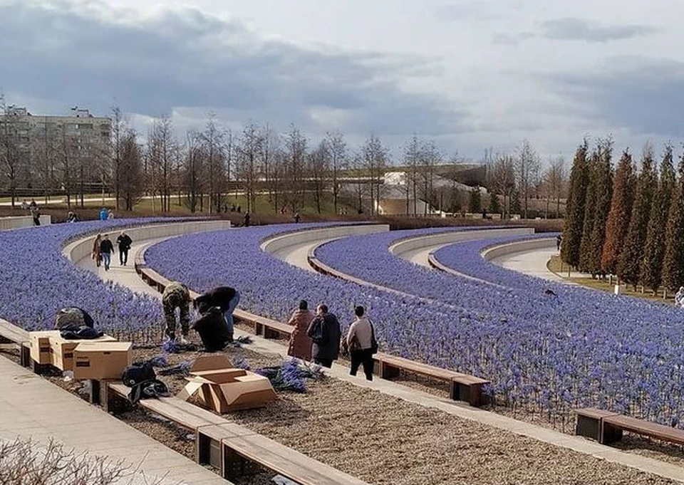 Растения в парке галицкого. Парк Галицкого в Краснодаре шалфей. Парк Галицкого в Краснодаре Лаванда. Шалфей в парке Галицкого Краснодар. Краснодар парк Галицкого шалфей 2022.