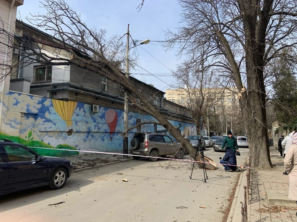 На прошлой неделе ветер валил в Крыму деревья.