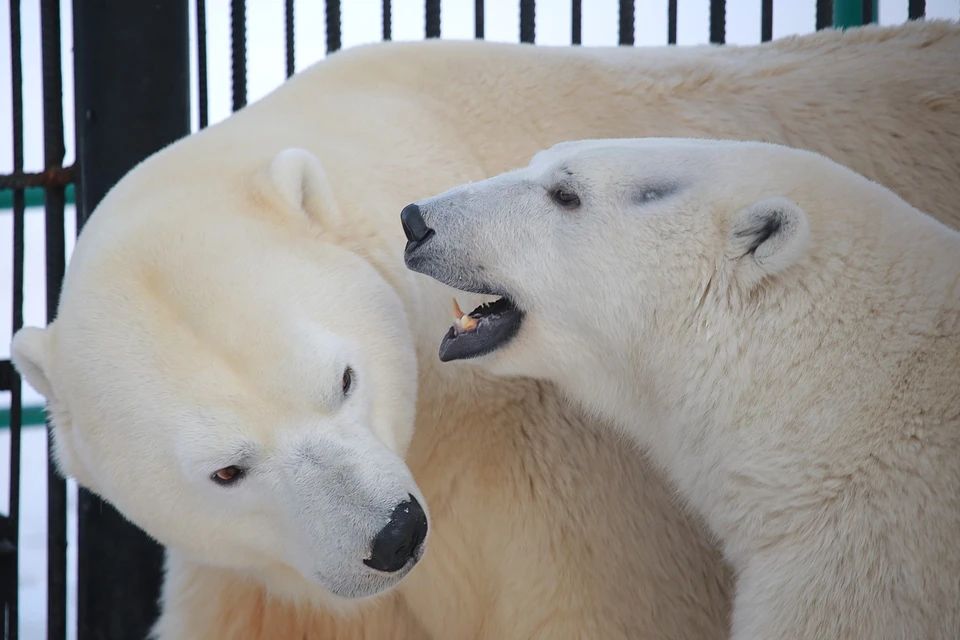 Белый медведь занесен в Красную книгу России