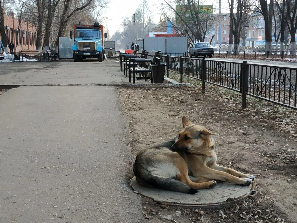 На содержание бродячих собак добавят миллион рублей