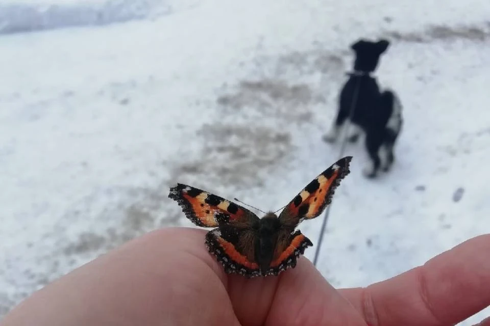 В Мурманской области проснулись бабочки. Фото: Елена Фролова