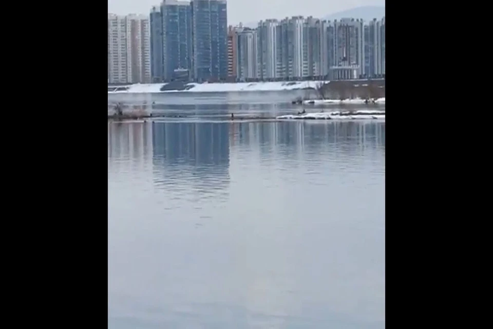 Фото: скрин из видео ДогСпас