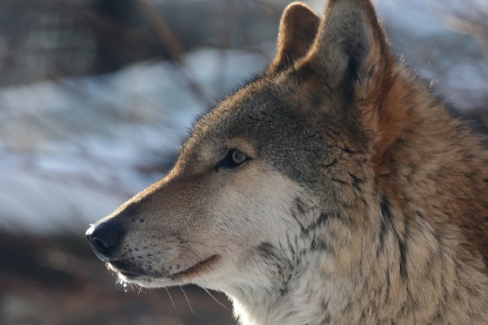 В Ленинградской зоопарке скорбят о смерти своей любимицы. Фото: vk.com/spbzoopark