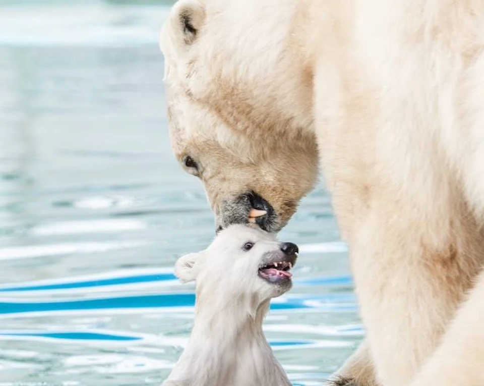 Мама-медведица довольно строго относится к шалостям. Фото: пресс-служба Ростовского зоопарка