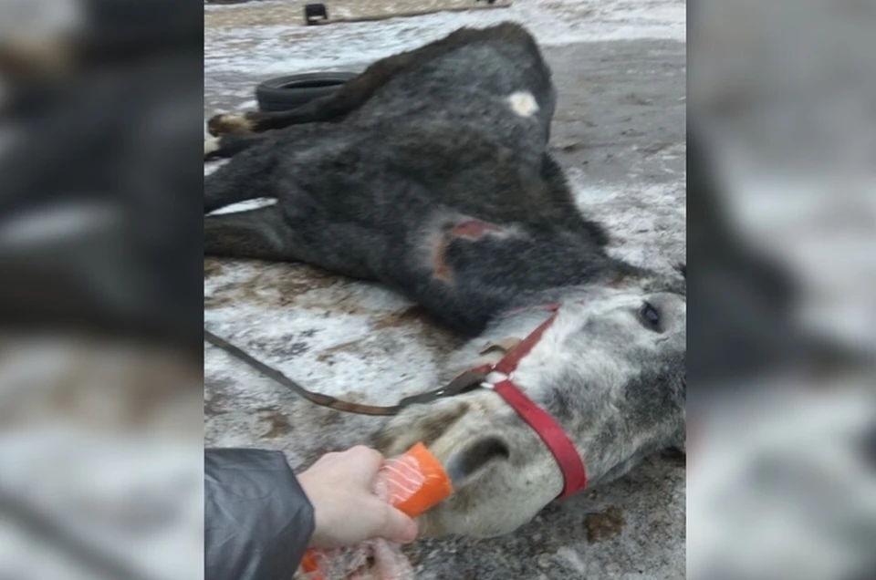 В Нижегородской области начался суд над создательницей "лошадиного гетто"