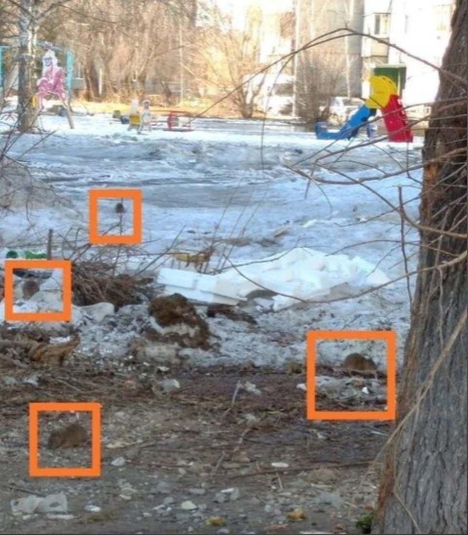 Грызуны совершенно не боятся людей.