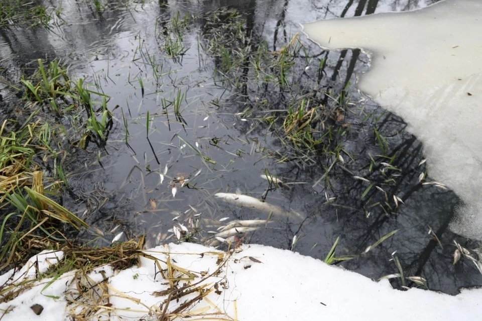 История с экологической катастрофой в реке Усмань в Липецкой области продолжается
