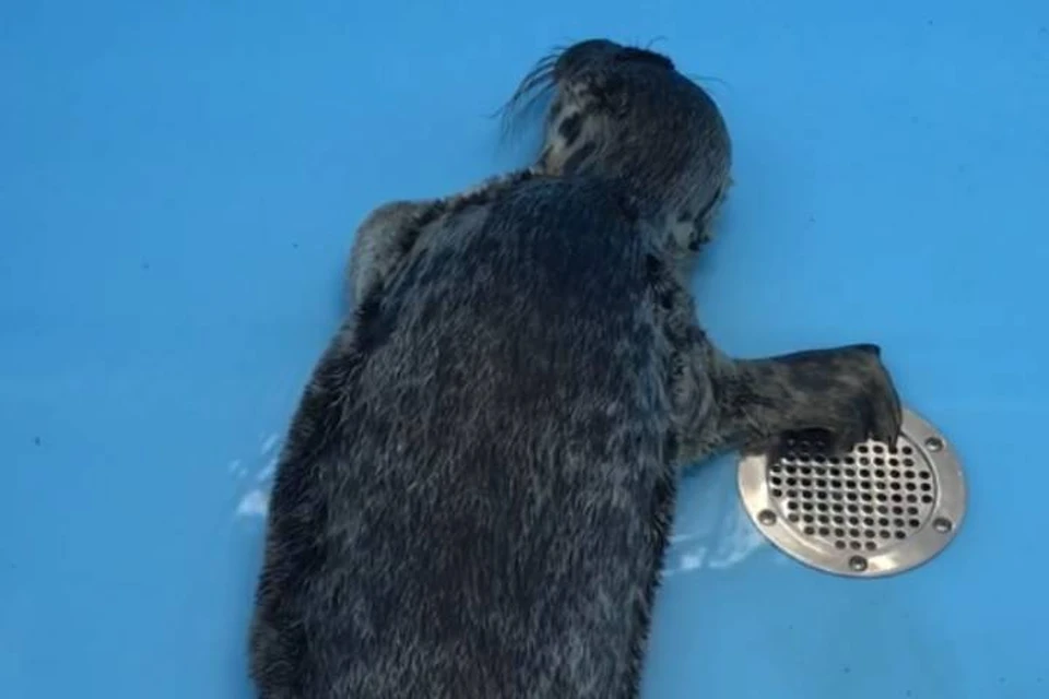 Детеныша тюленя, бьющего в судорогах, спасли под Петербургом