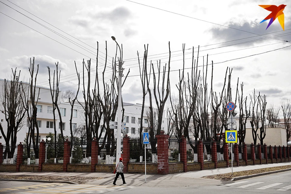 Деревья на территории госпиталя МВД.