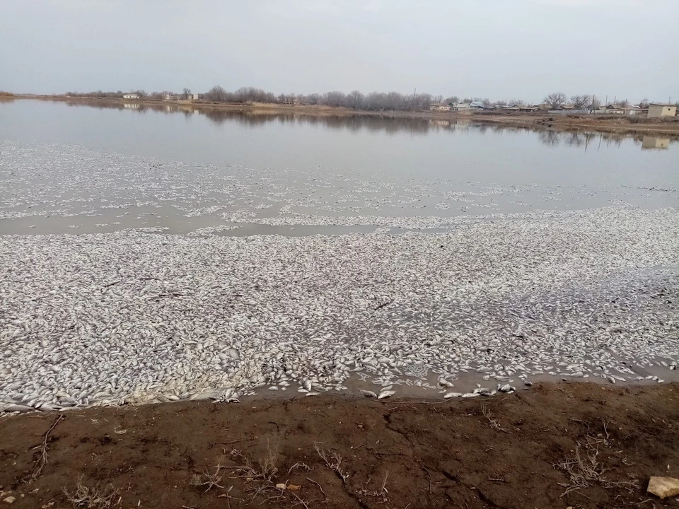 Пруд в селе Моховое заполнен дохлой рыбой. Фото группы "Саратов онлайн"