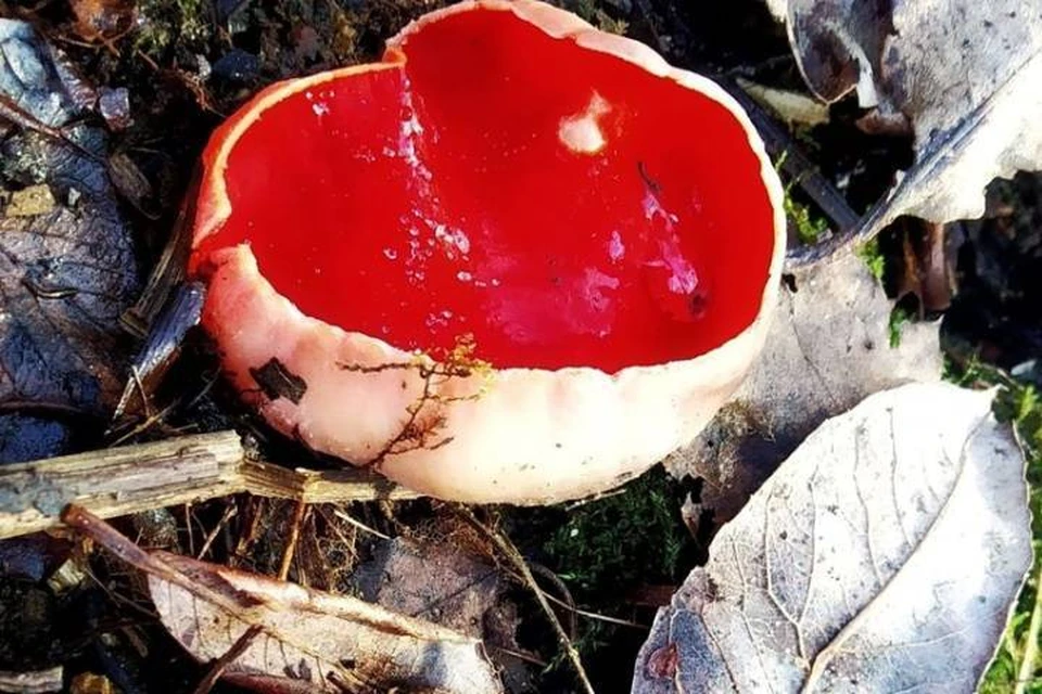 Экологические грибы