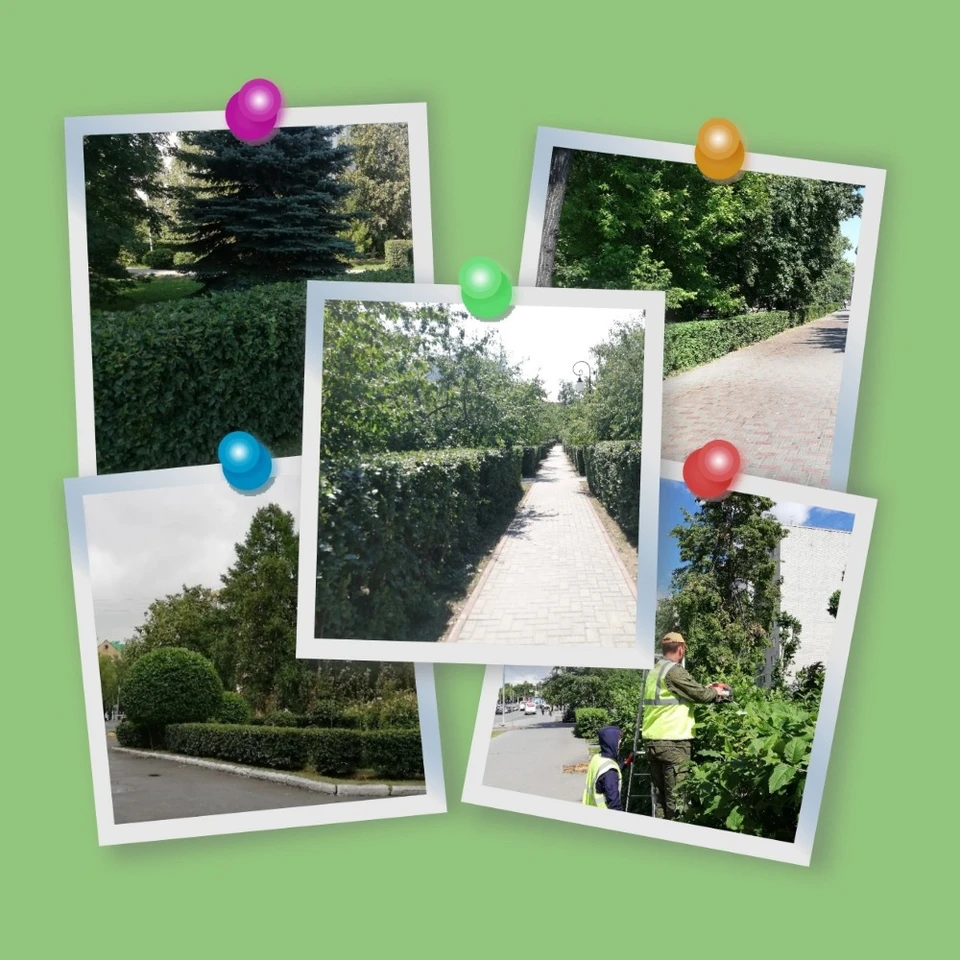 В Тюмени подстригут живую изгородь.