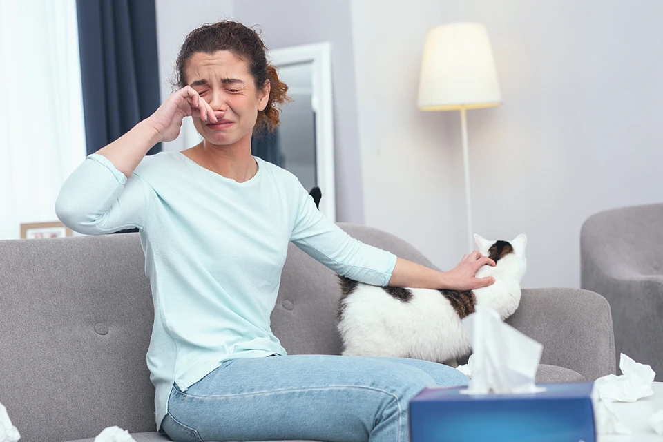 Многочисленные исследования показали, что при аллергии на кошку можно получить обострения при контакте с человеком, у которого живет животное