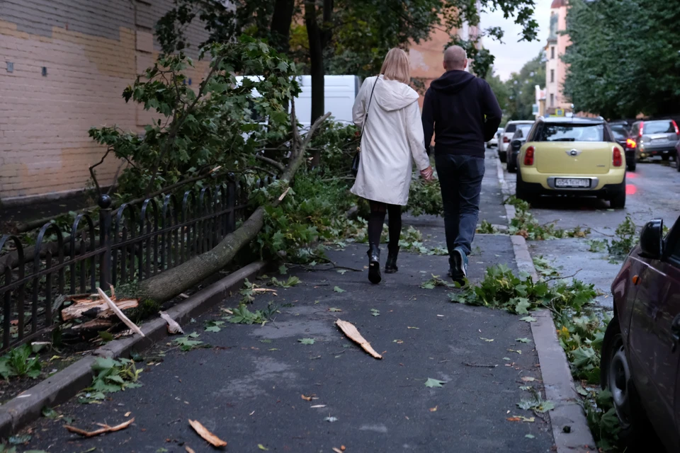 За сутки буйства ветра в дежурную службу поступила лишь одна заявка: в Сестрорецке рухнуло дерево.
