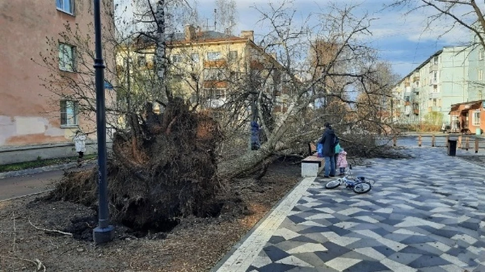 Дерево рухнуло сегодня в пять часов вечера. Фото Павла Сергеева
