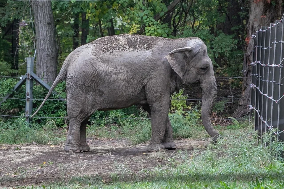 В США слониха судится с зоопарком из-за принудительного содержания в неволе